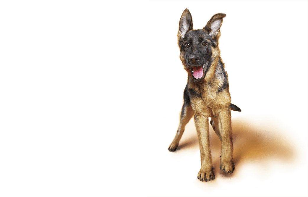 German Shepherd puppy