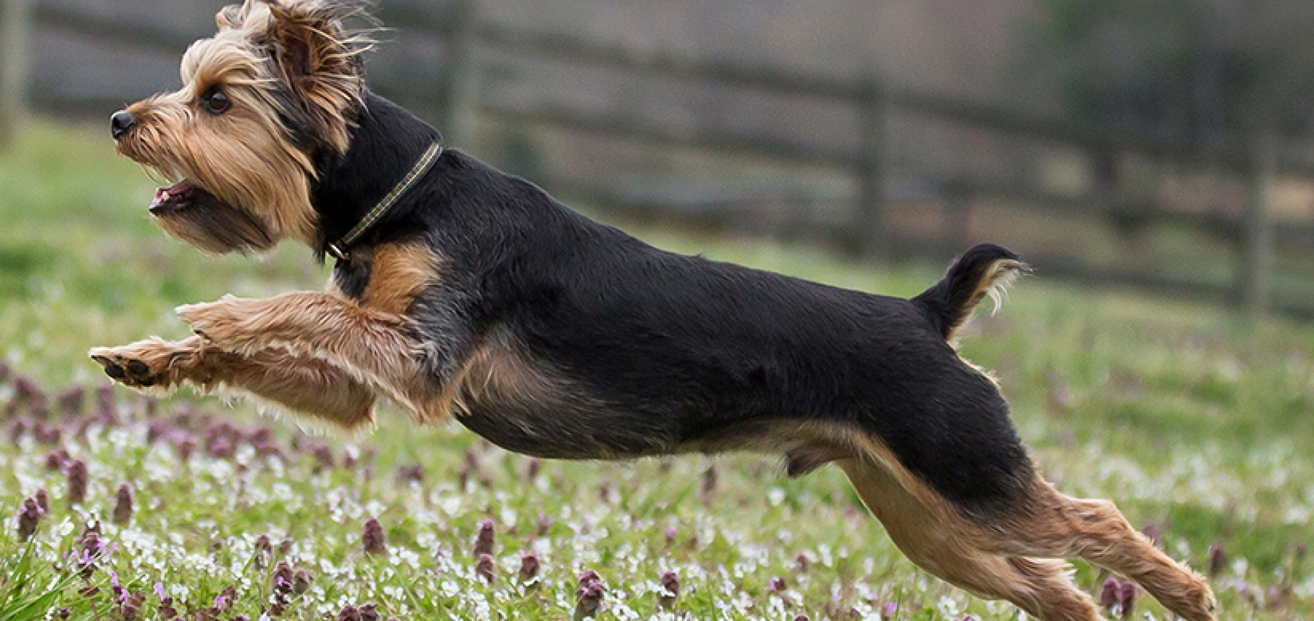 How To Stop Your Puppy Biting