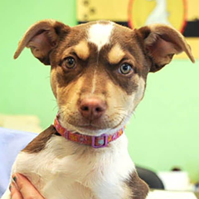  A Guide to Dog Allergies