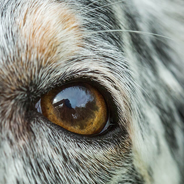 The Dog Dentition and The Purpose of Each Teeth