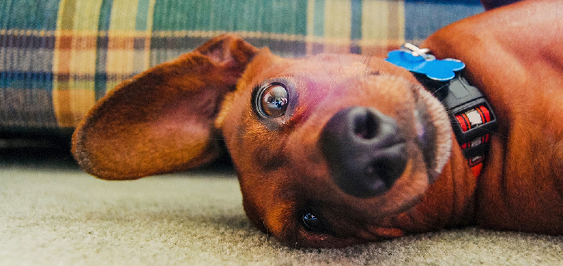 Microchipping your dog or puppy