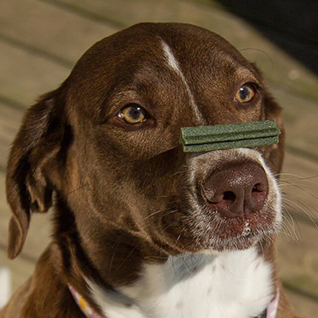 Adopting a rescue puppy