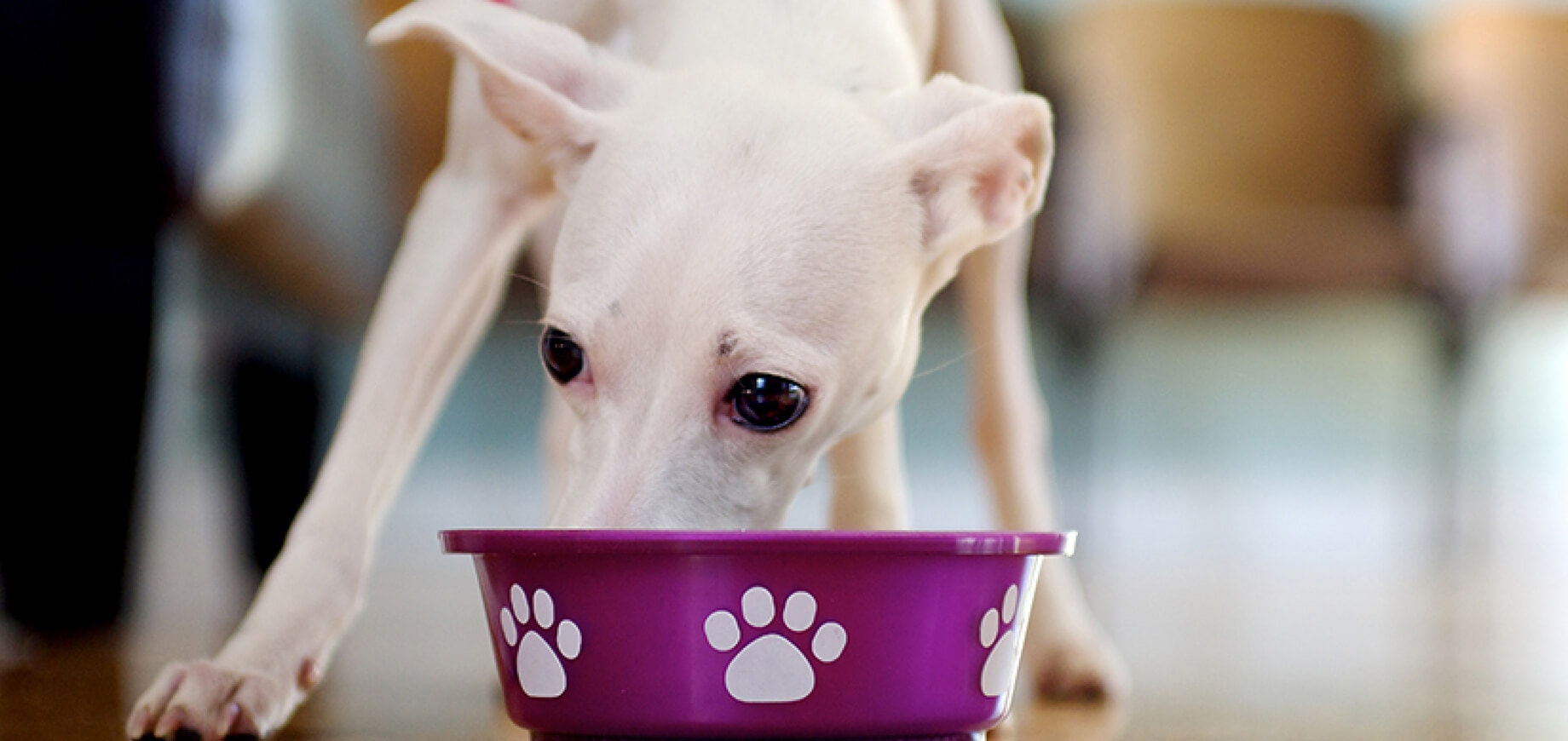 Is your dog a fussy eater?