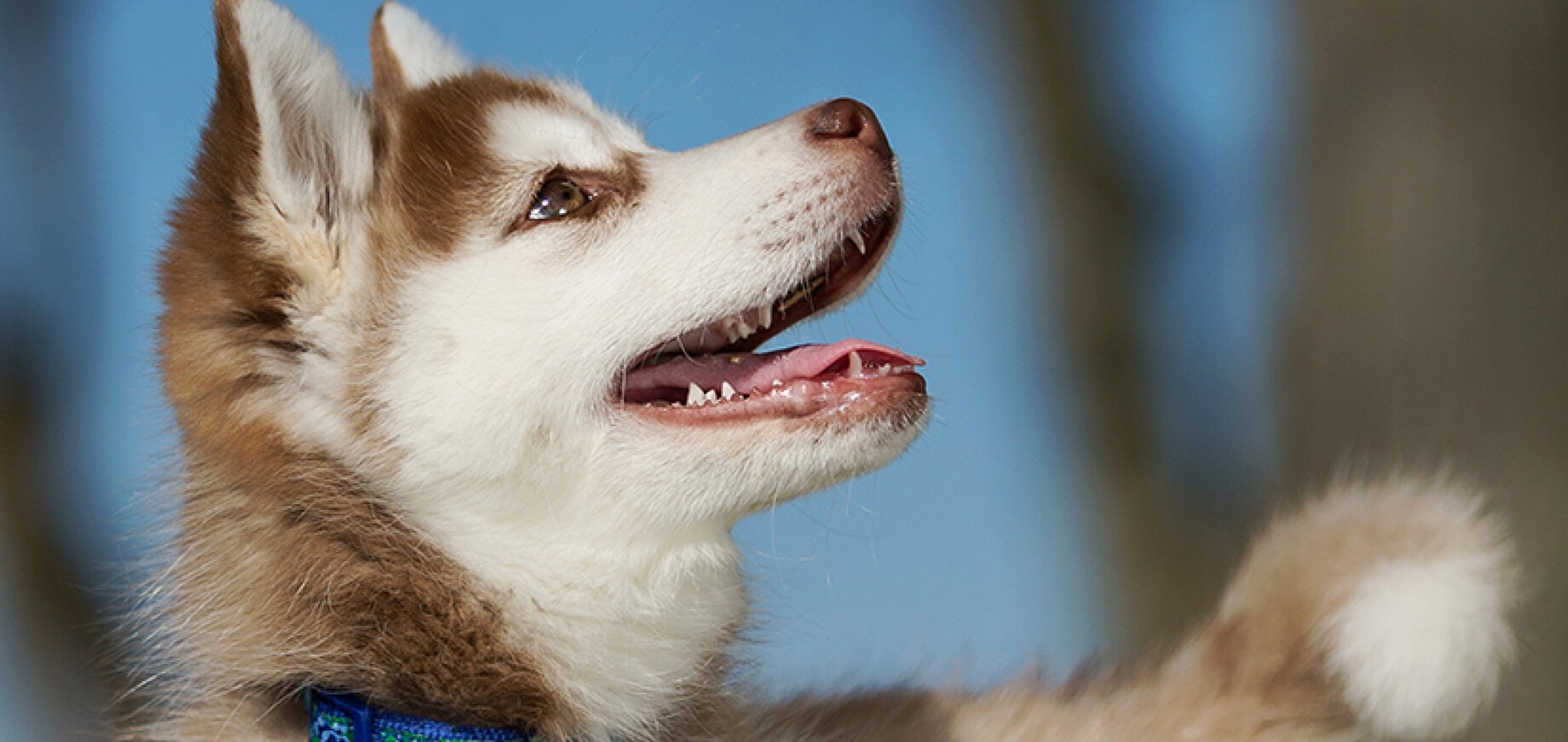Problem-free mealtimes for puppies