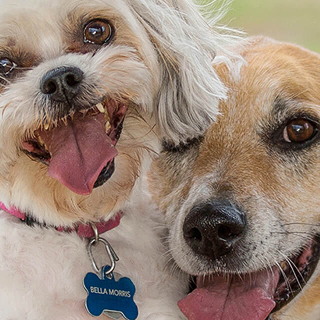 How to stop your dog or puppy chewing 