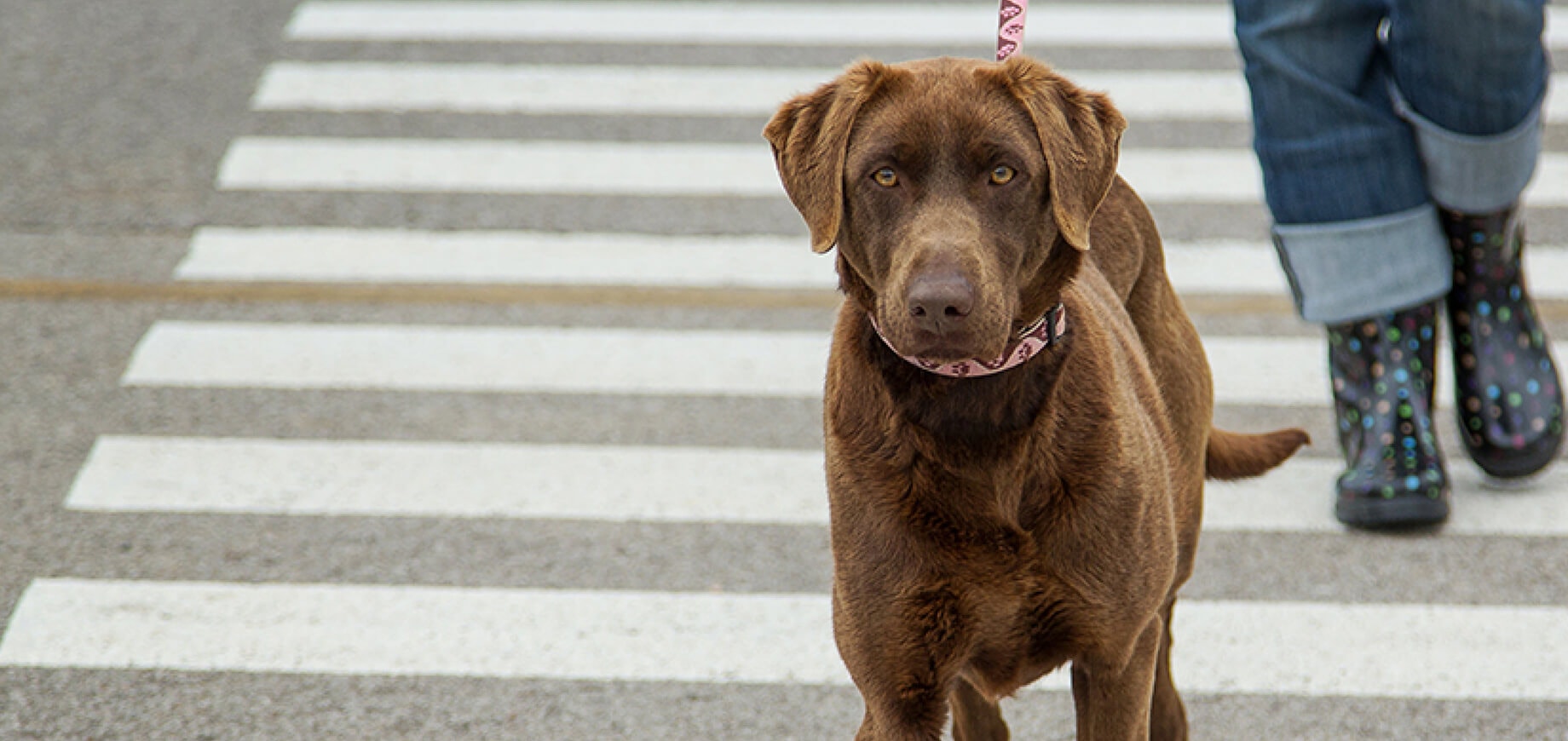 A Balanced Diet For Fast Growing Puppies