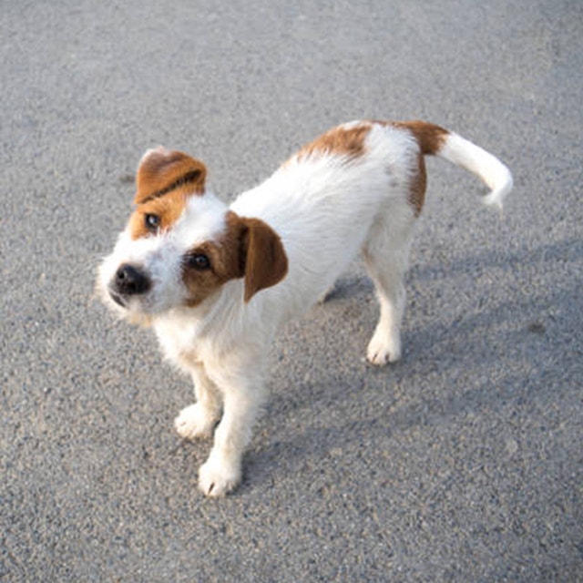 What's the right breed of dog for me?-mobile