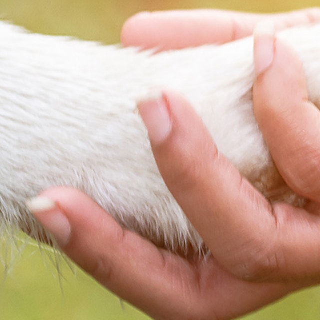 10 things you need to know before getting a dog