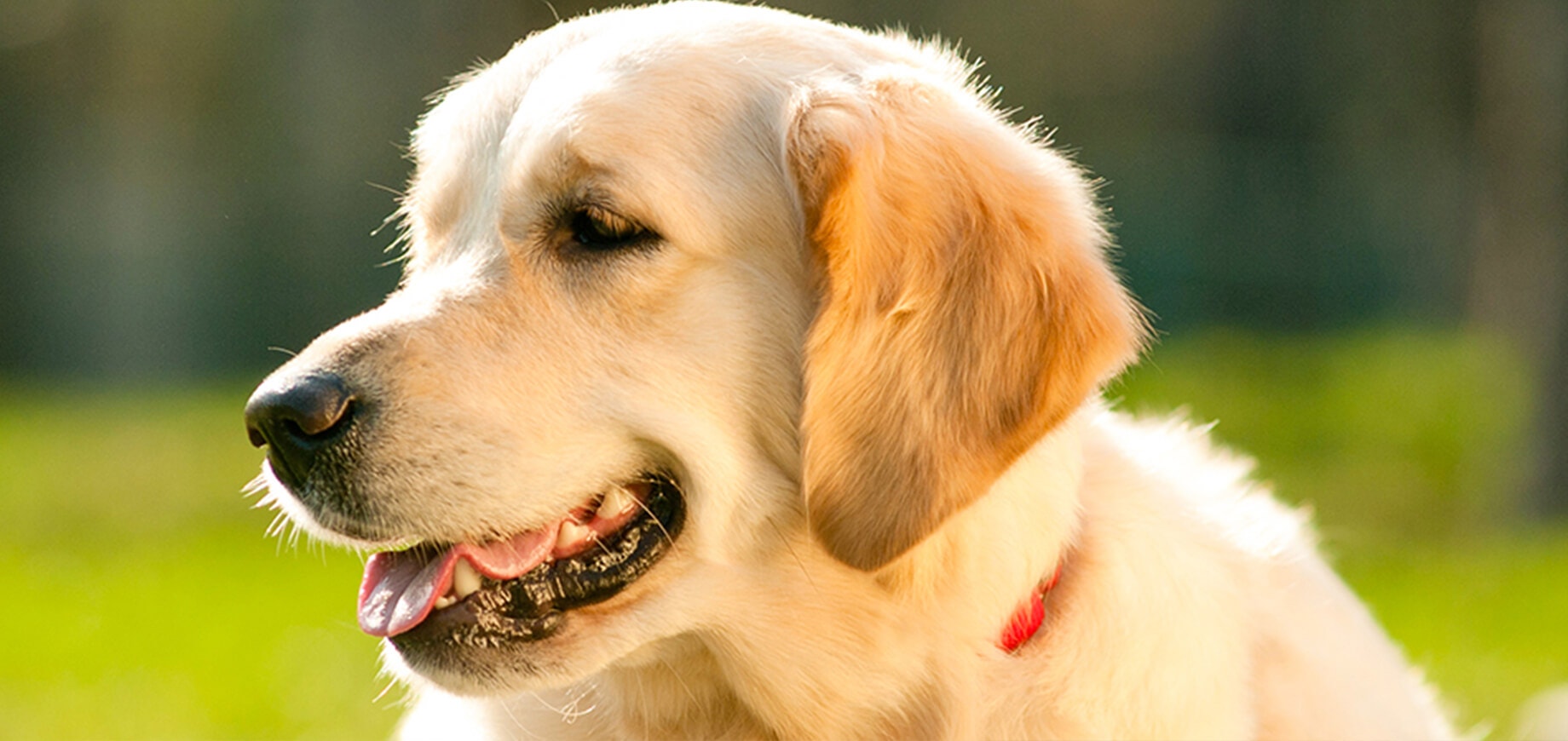 Introducing a new dog to your kids