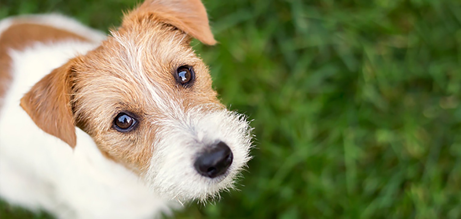 Mythbuster: 5 misconceptions about rescue dogs