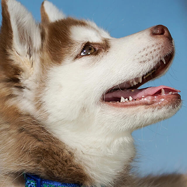 Getting to Know your Dog’s Teeth