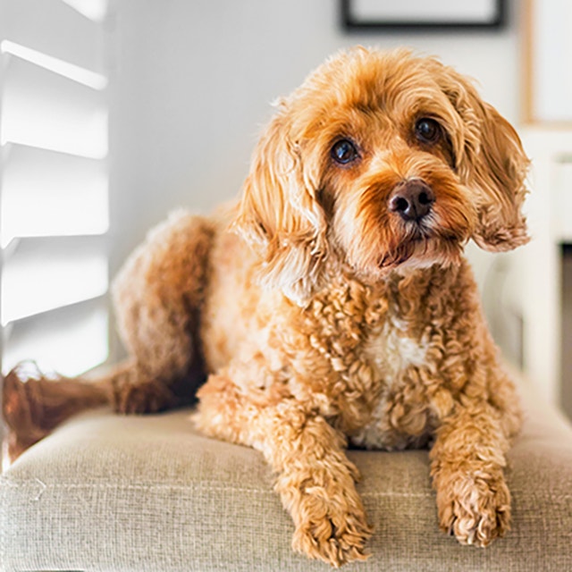 Train Your Dog To Close Doors