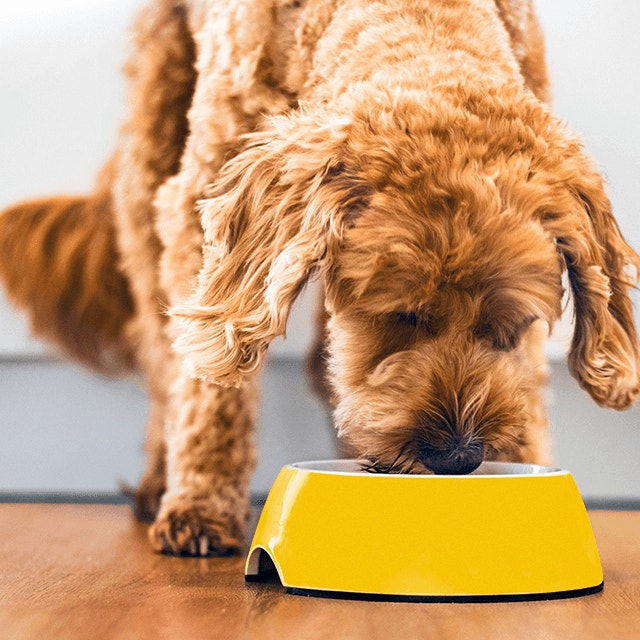 What Should I Feed My Dog