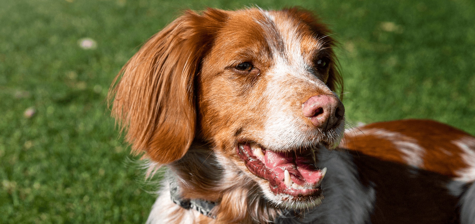 Why bad breath in dogs could be a sign of gum disease