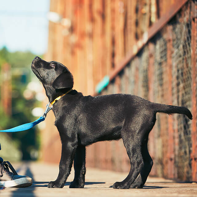 Dog and puppy obedience