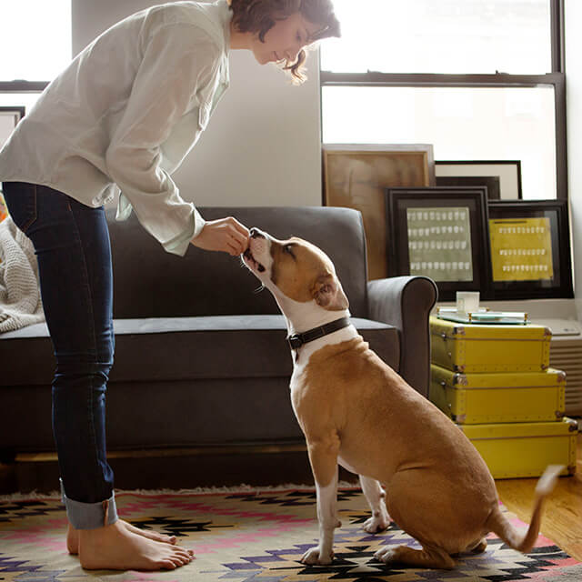 Reward-based dog training. What it is and why it works.