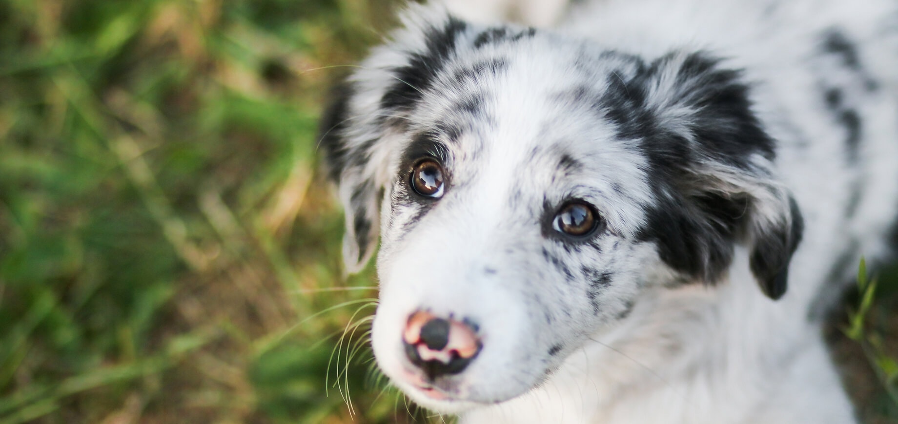 black and white puppy lying on grass looking up