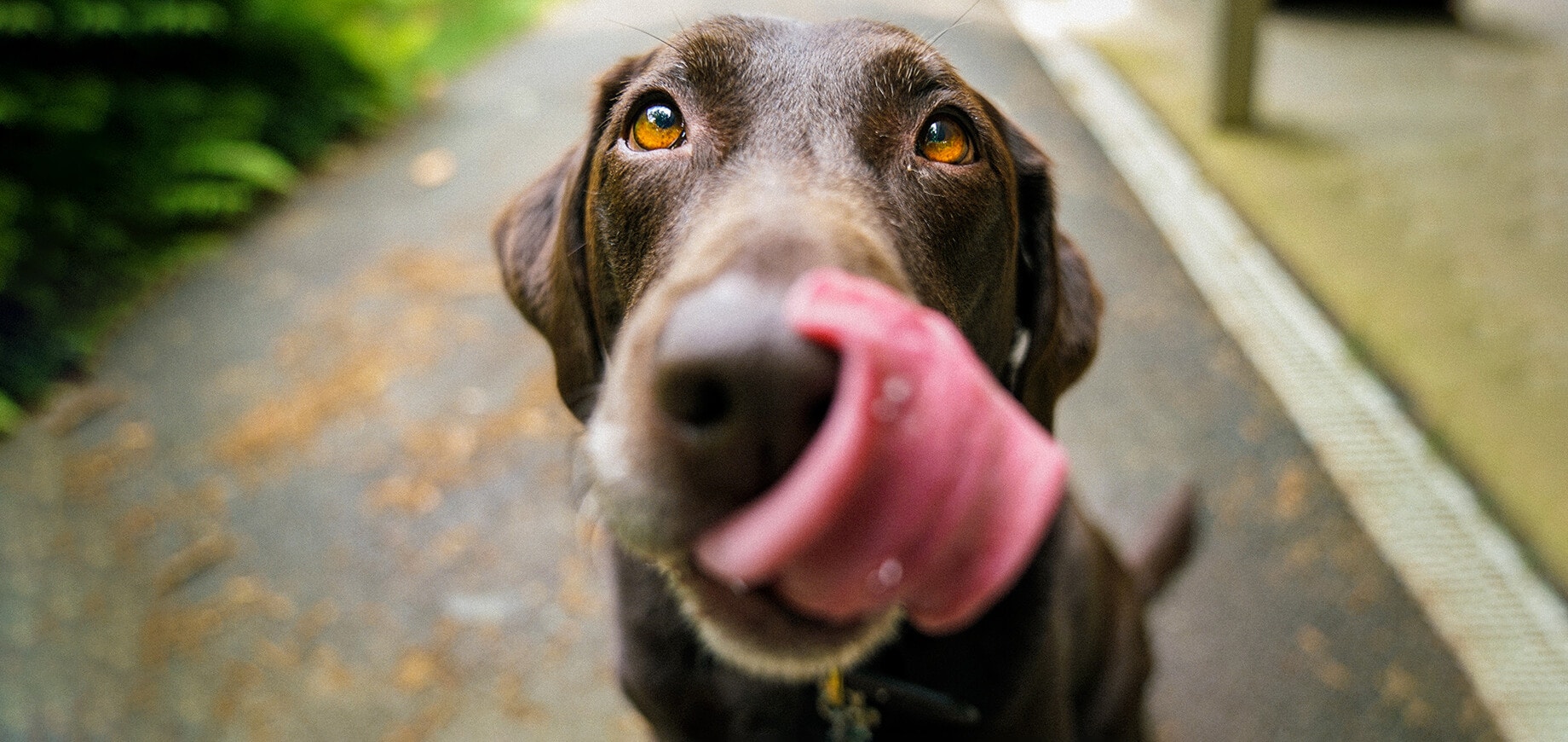 brown dog licking its nose