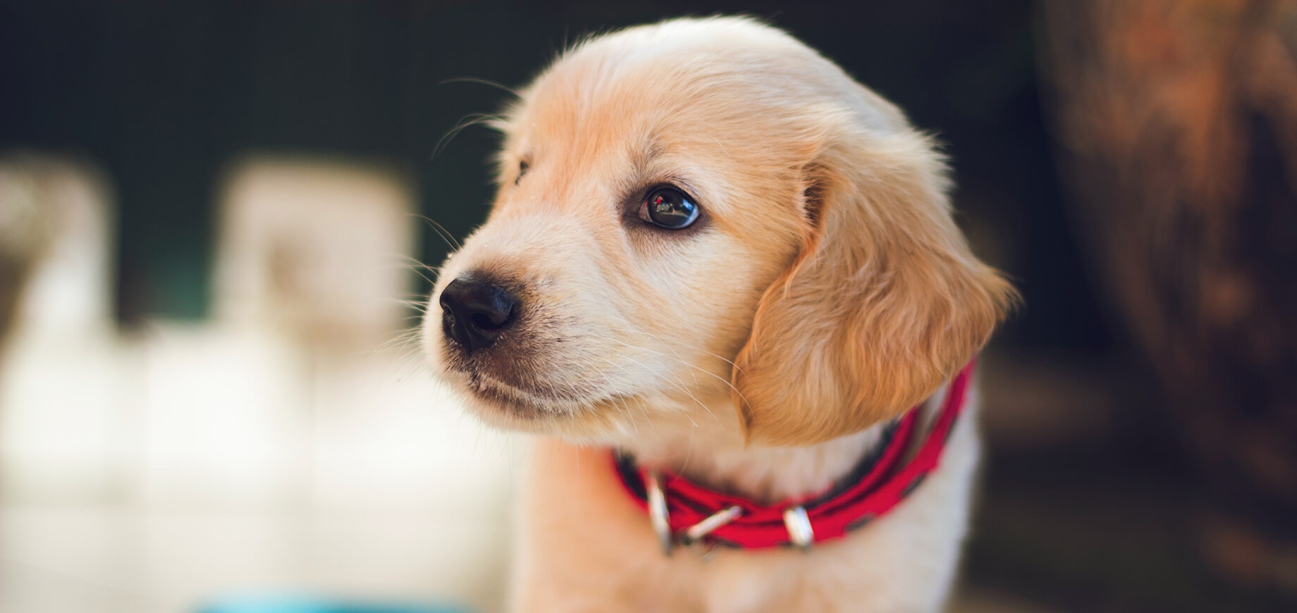 puppy wearing a red collar standing next to a blue bowl