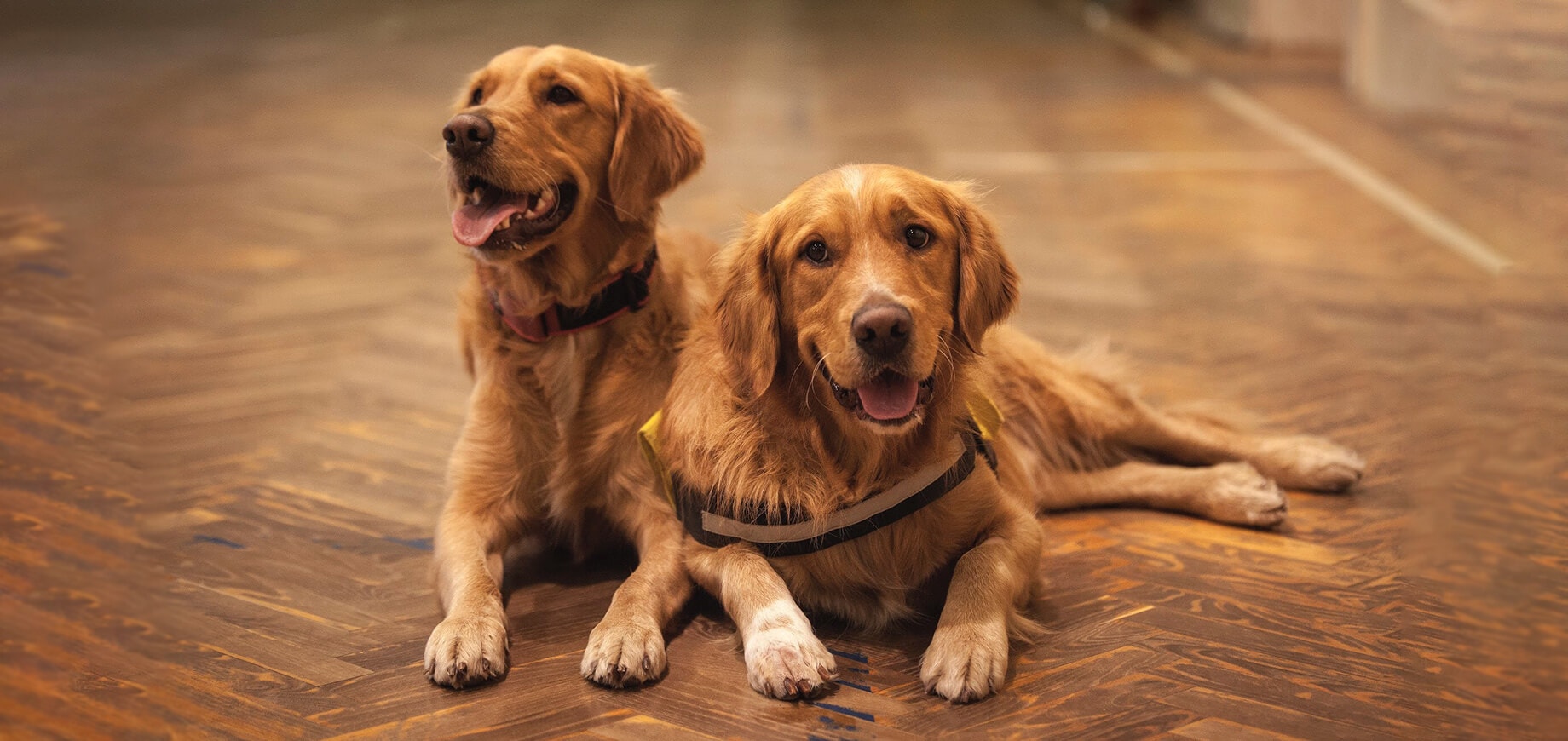 Two golden retriever dogs lying on the floor
