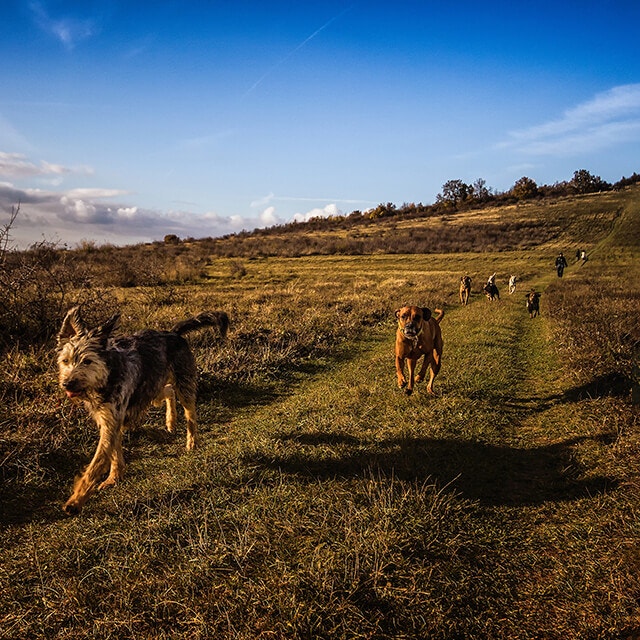 Dogs running in the field