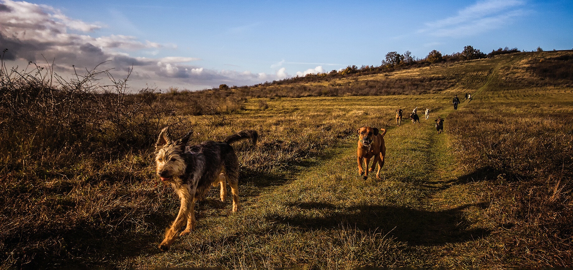 Dogs running in the field