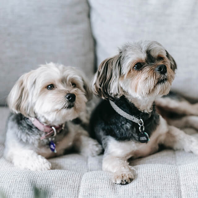 two small dogs lying on a couch