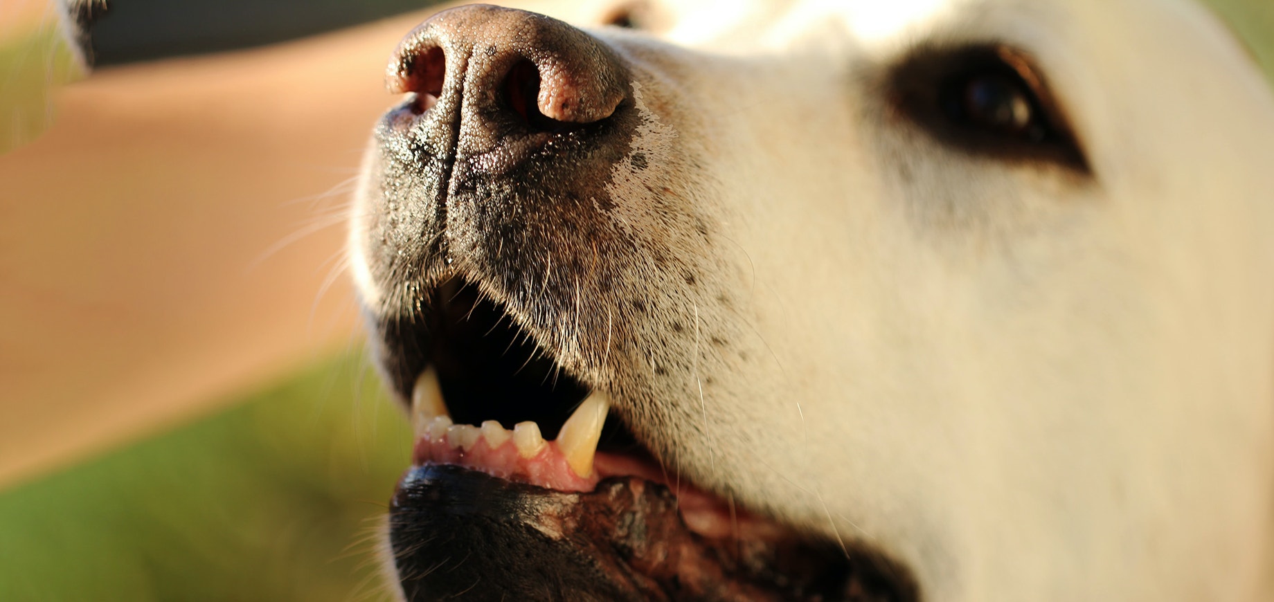 Close-up of dog with bottom teeth showing