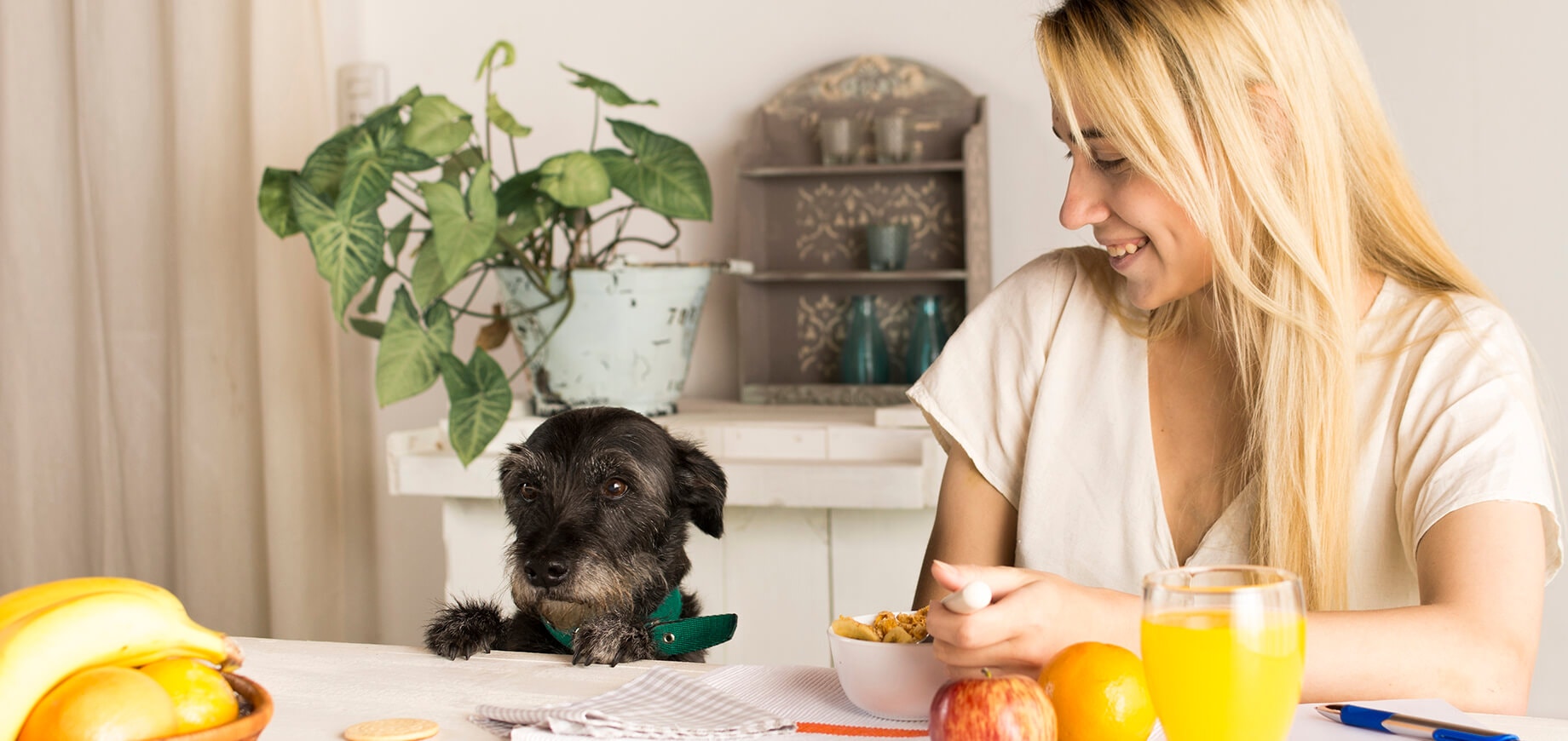 Dog sat at dining table with girl looking at fruit