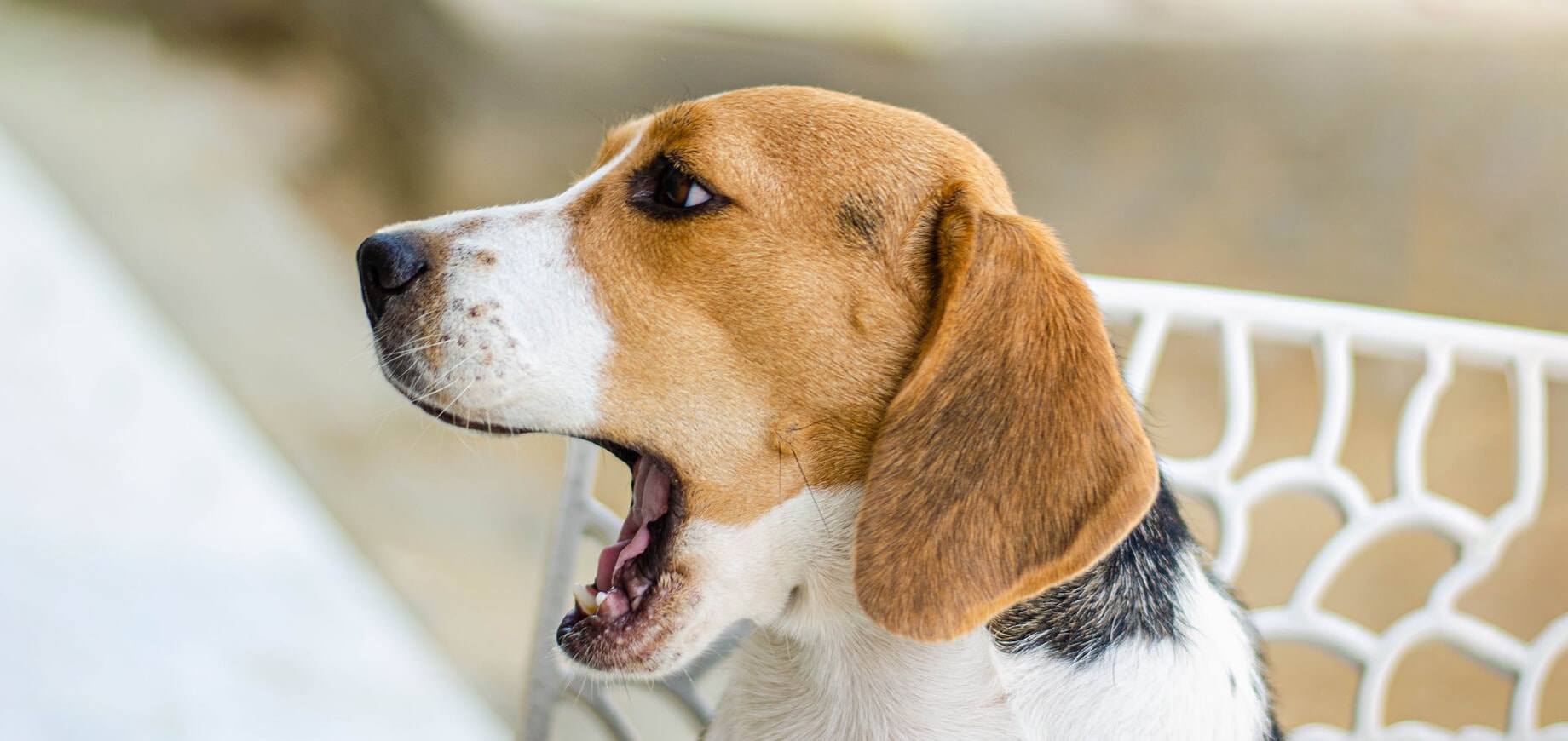 Beagle dog facing to the side with mouth open.