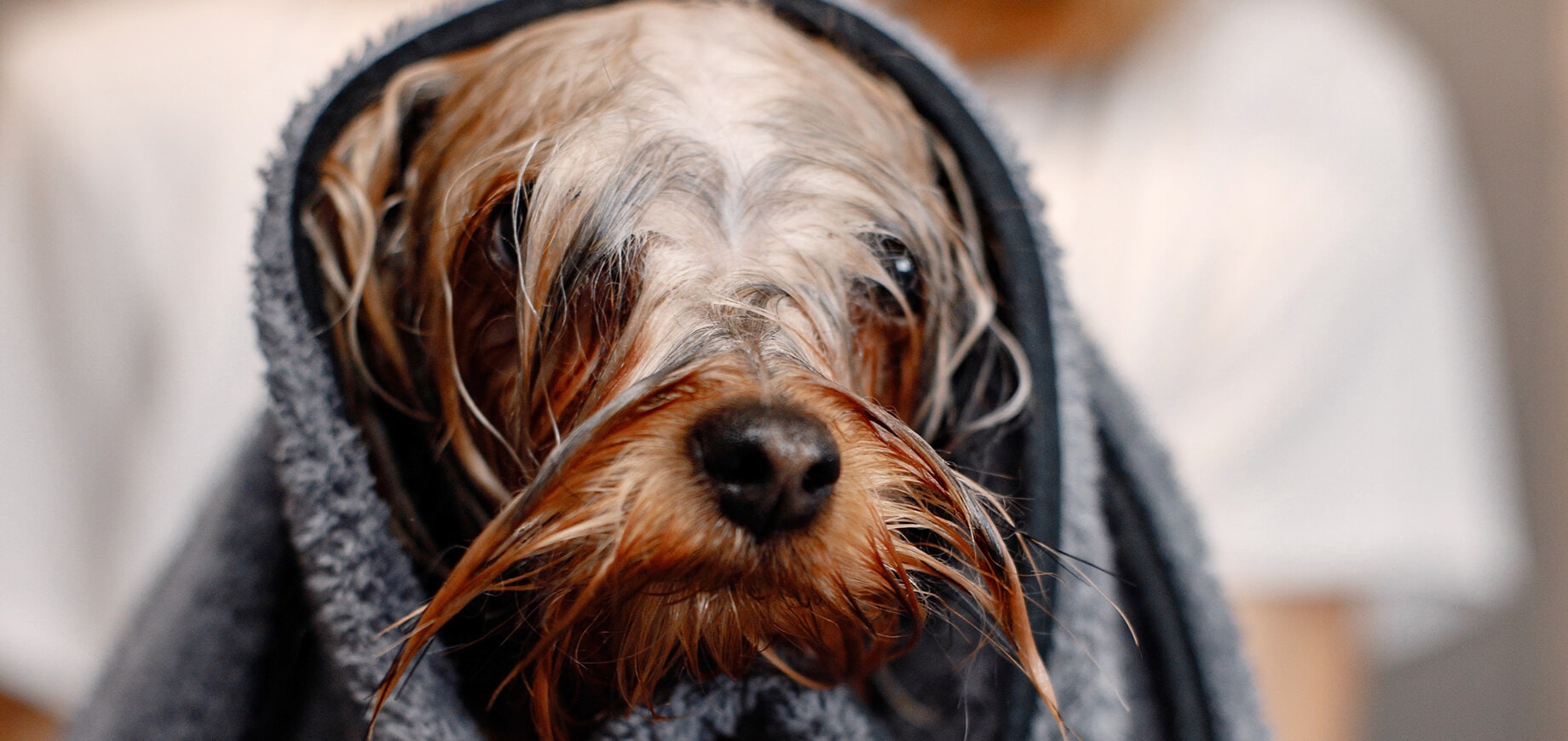 Yorkshire Terrier wrapped in towel.