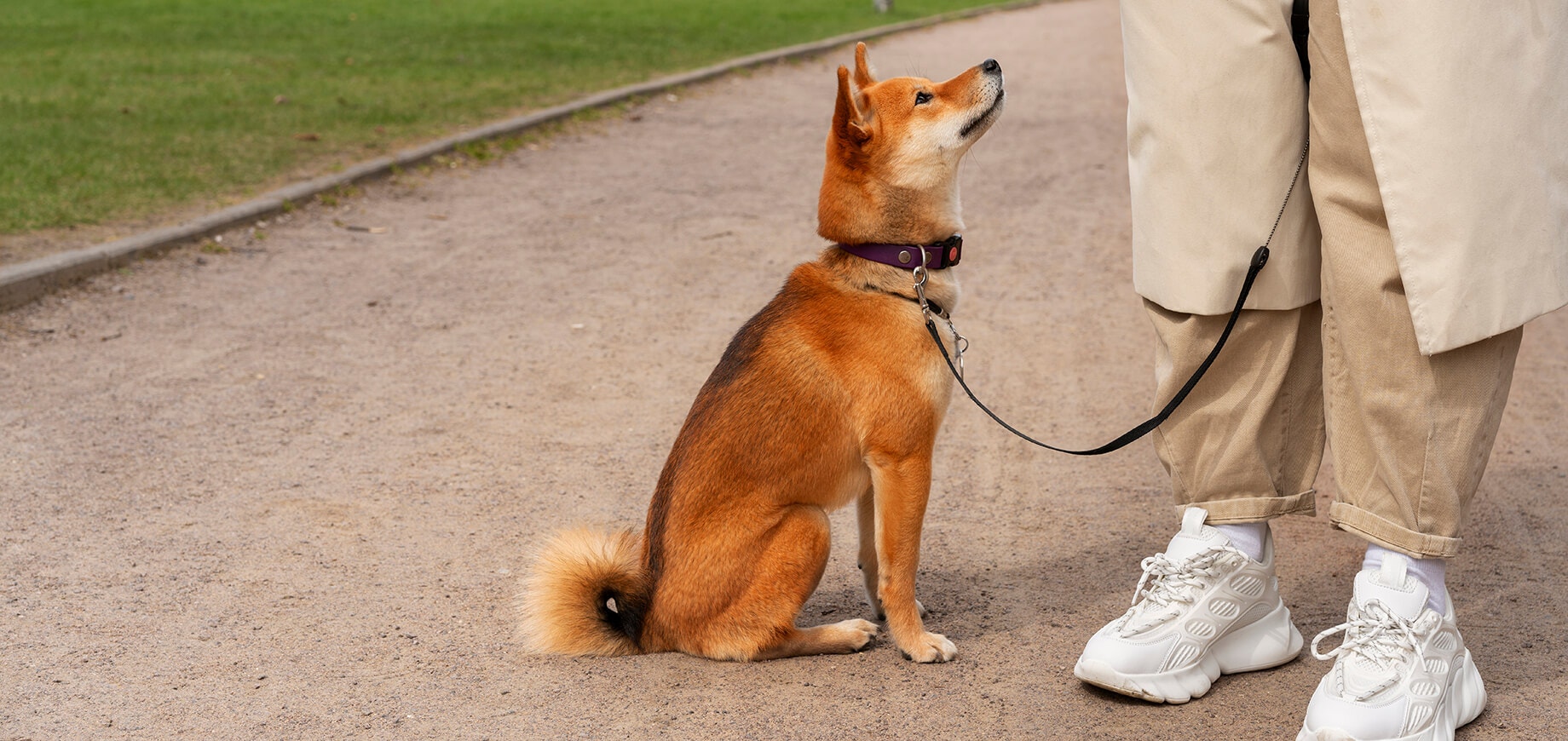 Image of brown dog on a leash, walking with its owner.