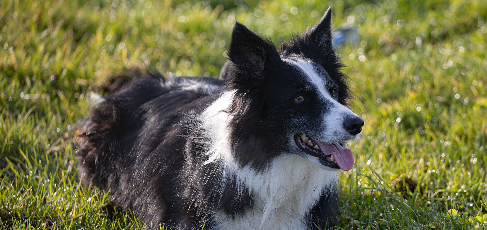 Black and white Border Collie dog laying on the grass and panting.