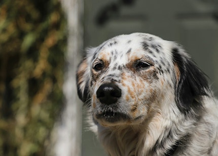 English Setter
