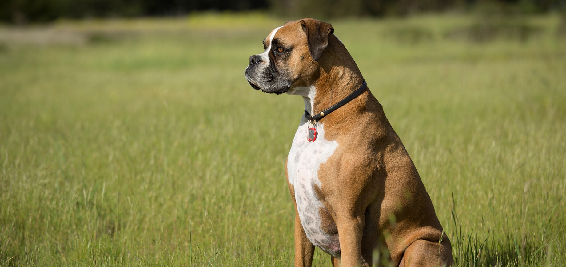 why do dogs eat grass