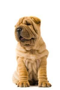 Shar Pei Characteristics