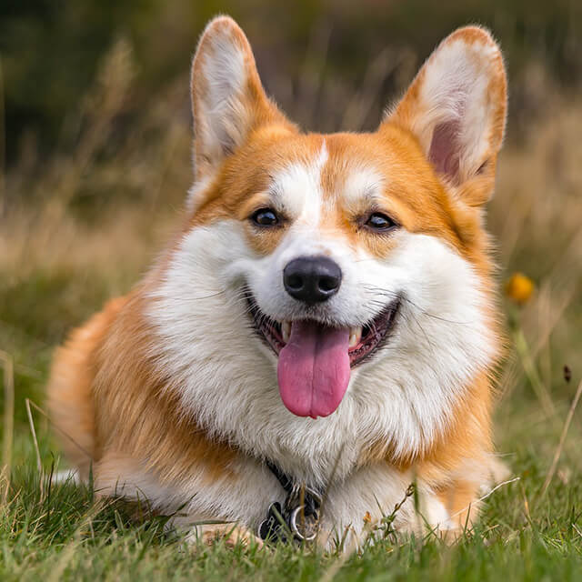 Why do dogs eat poop