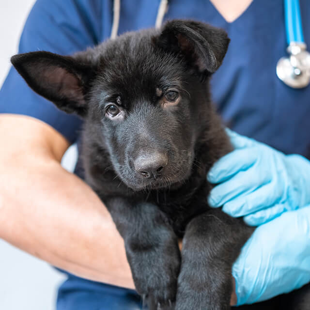 cute black puppy with veterinarian doctor
