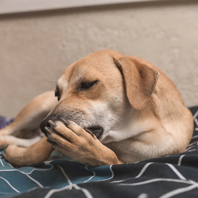 cute brown dog licks its paws