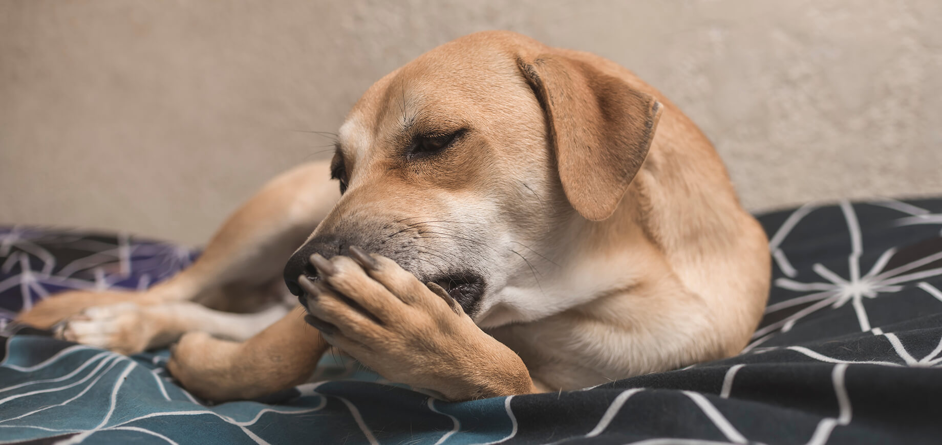 cute brown dog licks its paws