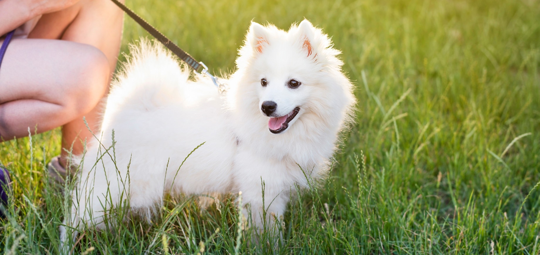Young white dog on a leash