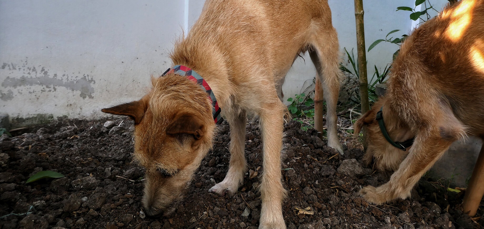 Two dogs eating soil