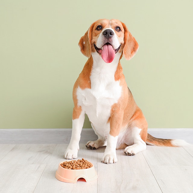 A beagle dog sitting waiting obediently before eating their food