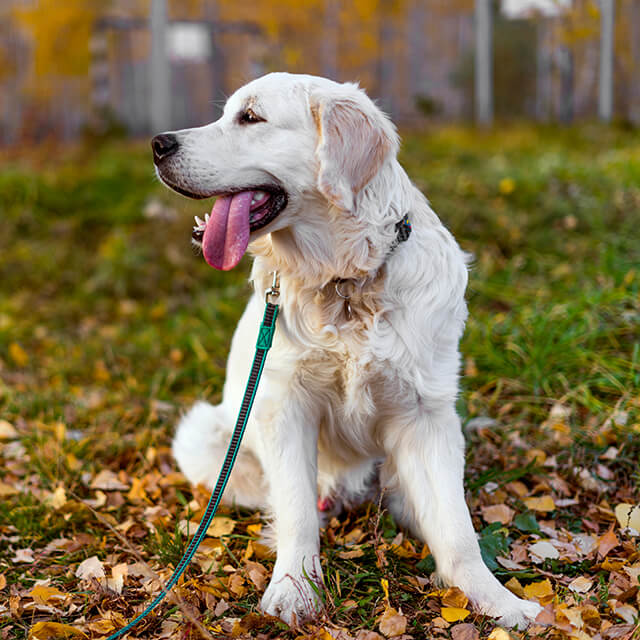 male golden retriever outside with collar and lead