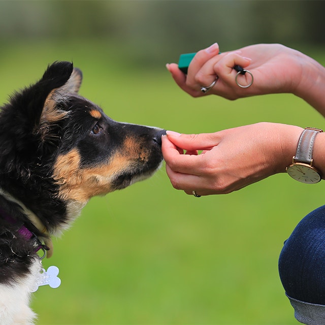 A person is training a puppy using a clicker and treats.