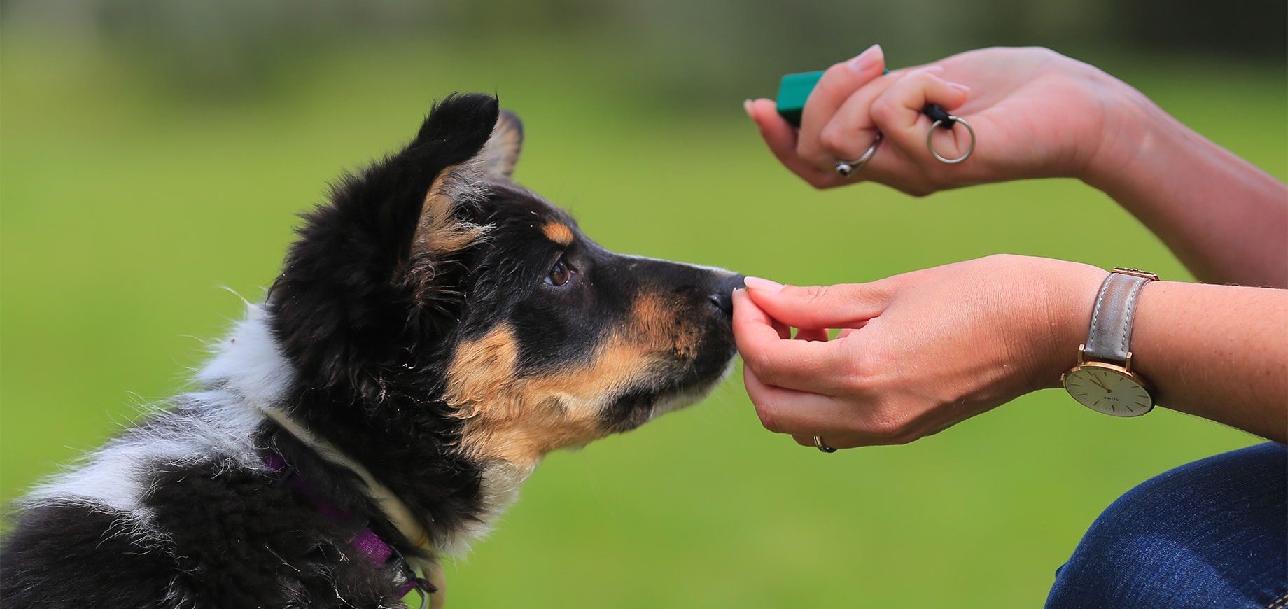 A person is training a puppy using a clicker and treats.