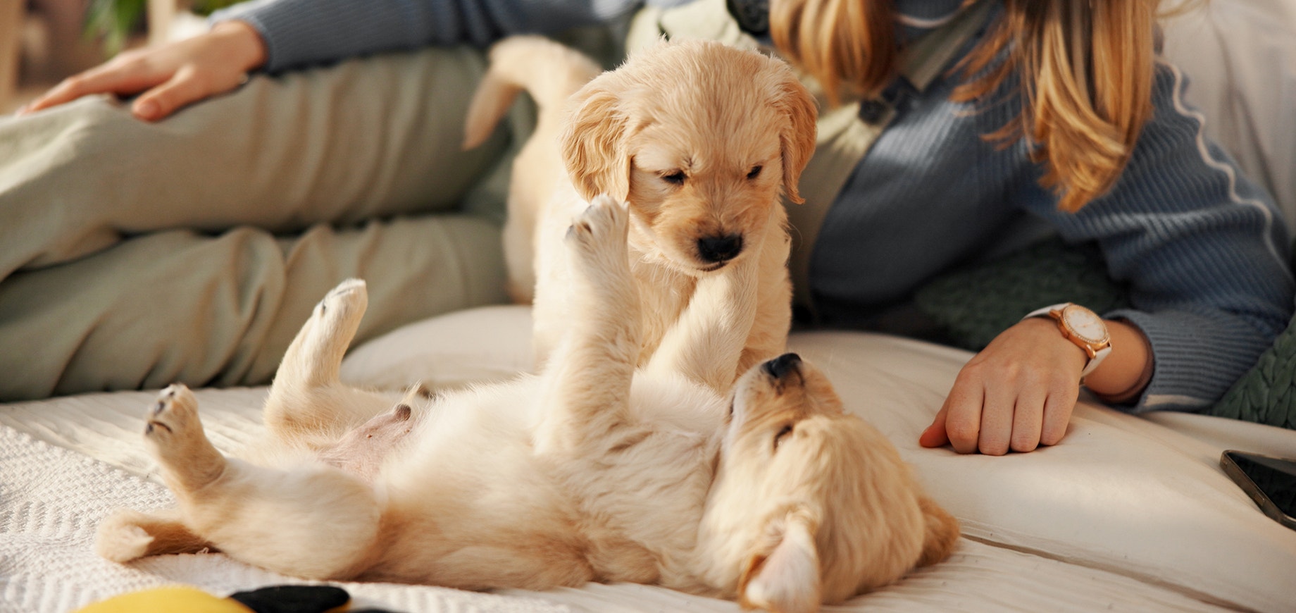 two puppies on a bed playing with someone in the background
