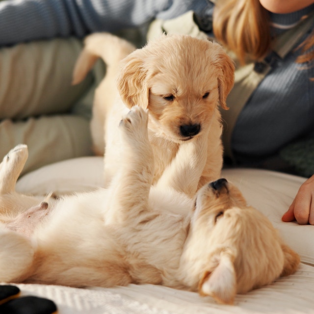 two puppies on a bed playing with someone in the background