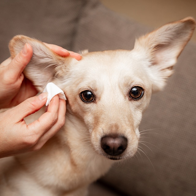 dog's ear being cleaned
