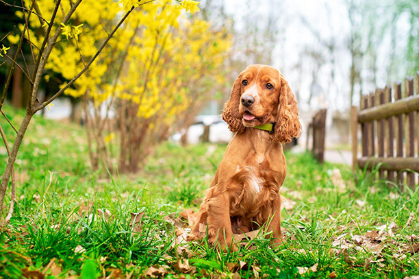 Cocker spaniel breed sitting on green grass.